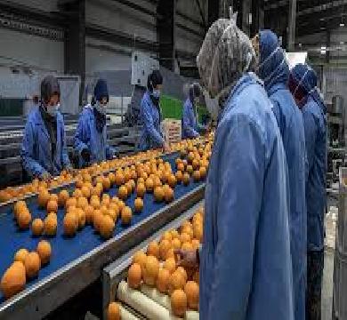 وزارة الزراعة تعلن ارتفاع الصادرات خلال 2024 الي 8 ملايين
